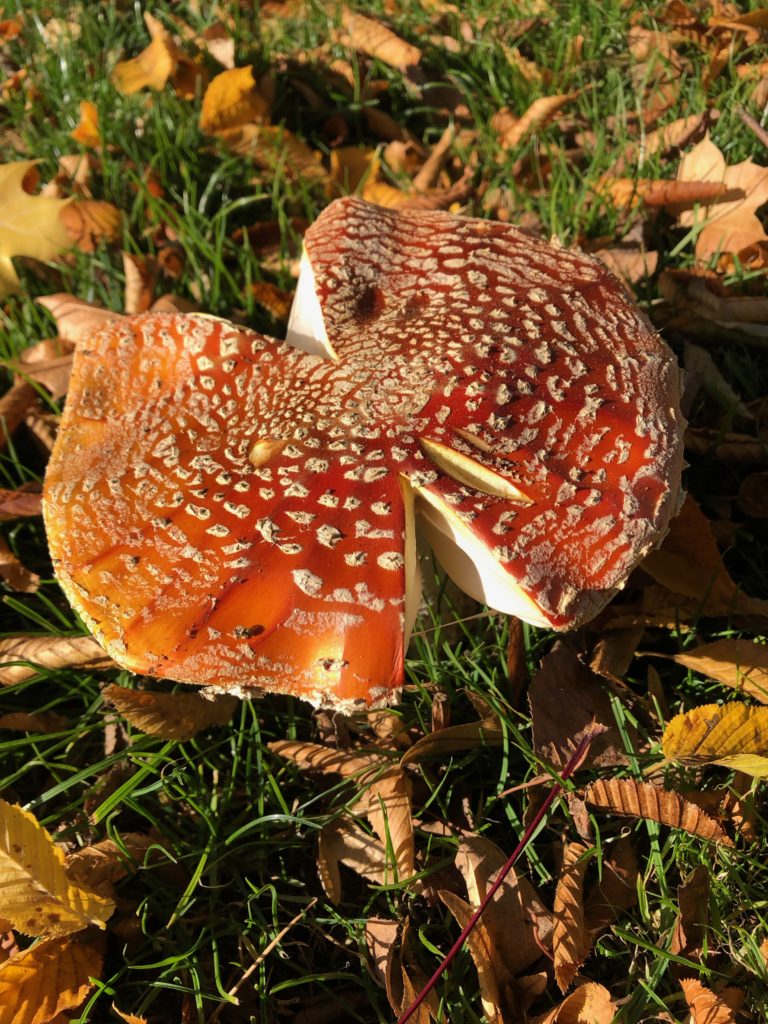 Amanita muscaria, fly agaric