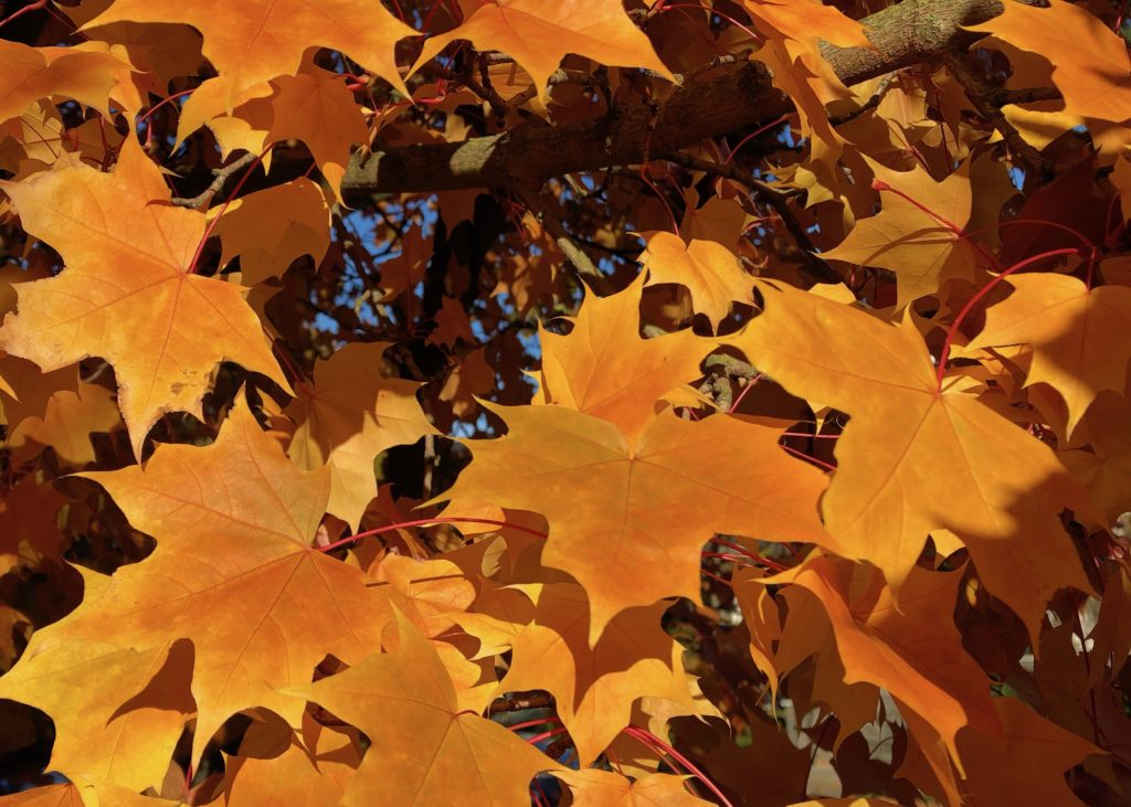 golden leaves of a maple